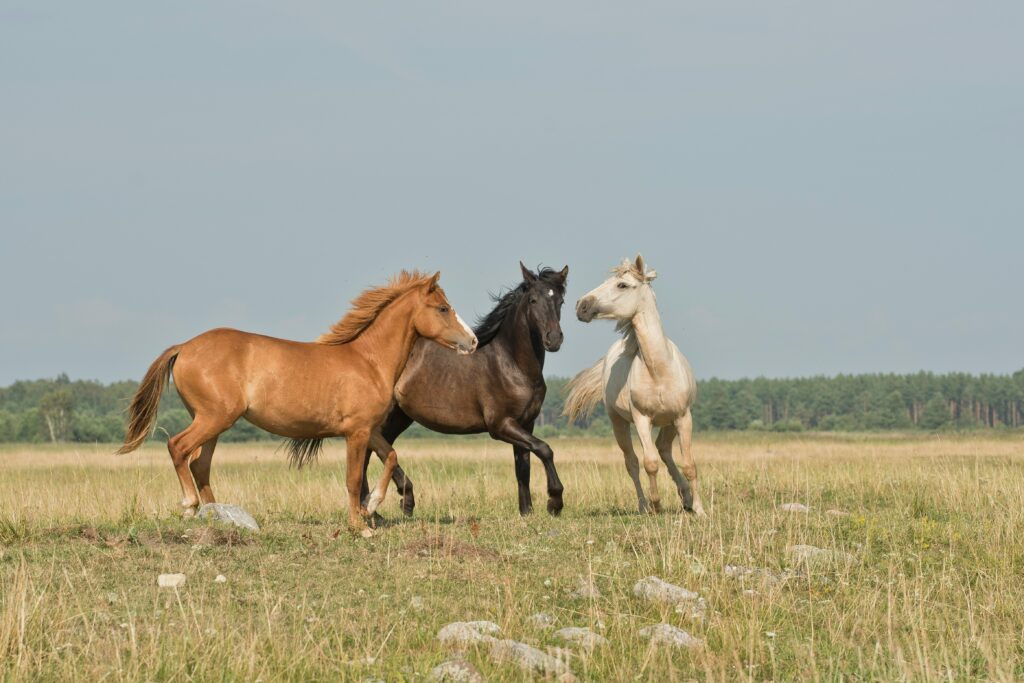How Long Do Horses Usually Live? Horse standing in a stable highlighting lifespan, health, and proper management.
