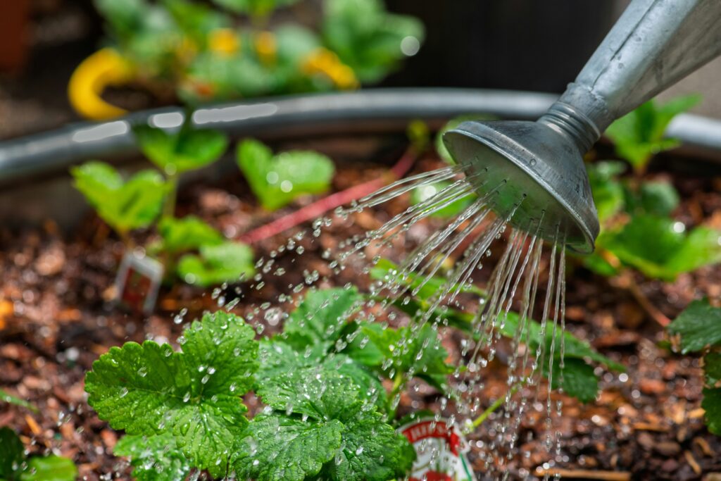 How to Get Rid of Gnats Inside: Kitchen and houseplant areas showing common gnat breeding spots and effective prevention strategies.