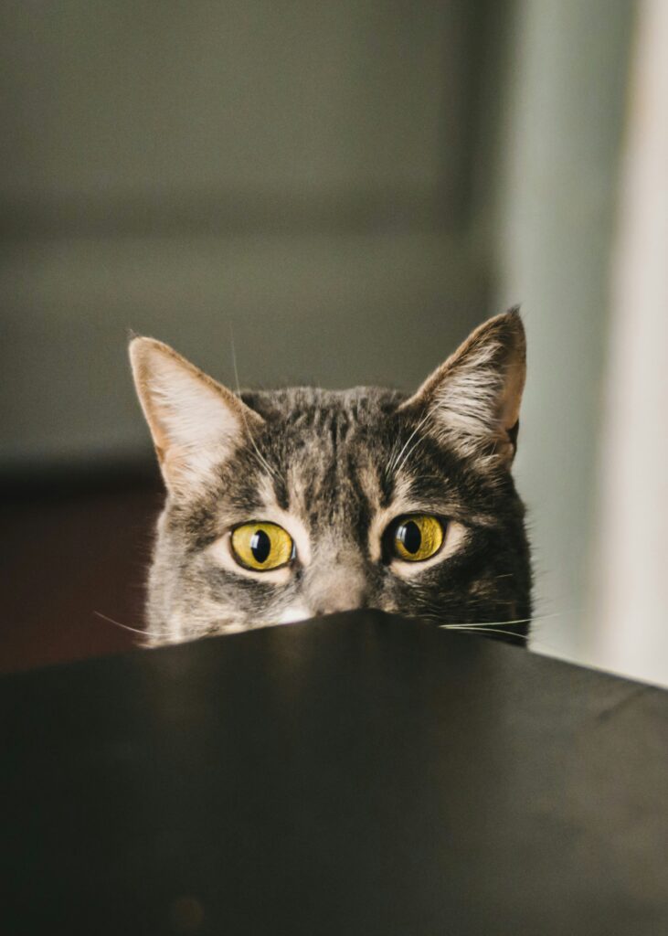 Why Does My Cat Stare at Me? guide to cat psychology, visual communication, emotional bonding, attention-seeking, and natural feline behavior.