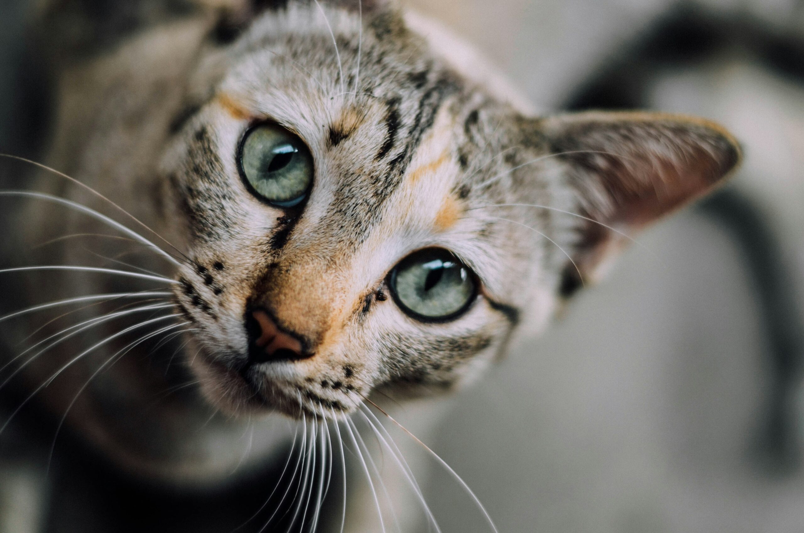 Why Does My Cat Stare at Me? featuring feline body language, cat communication, affection, curiosity, and pet behavior.