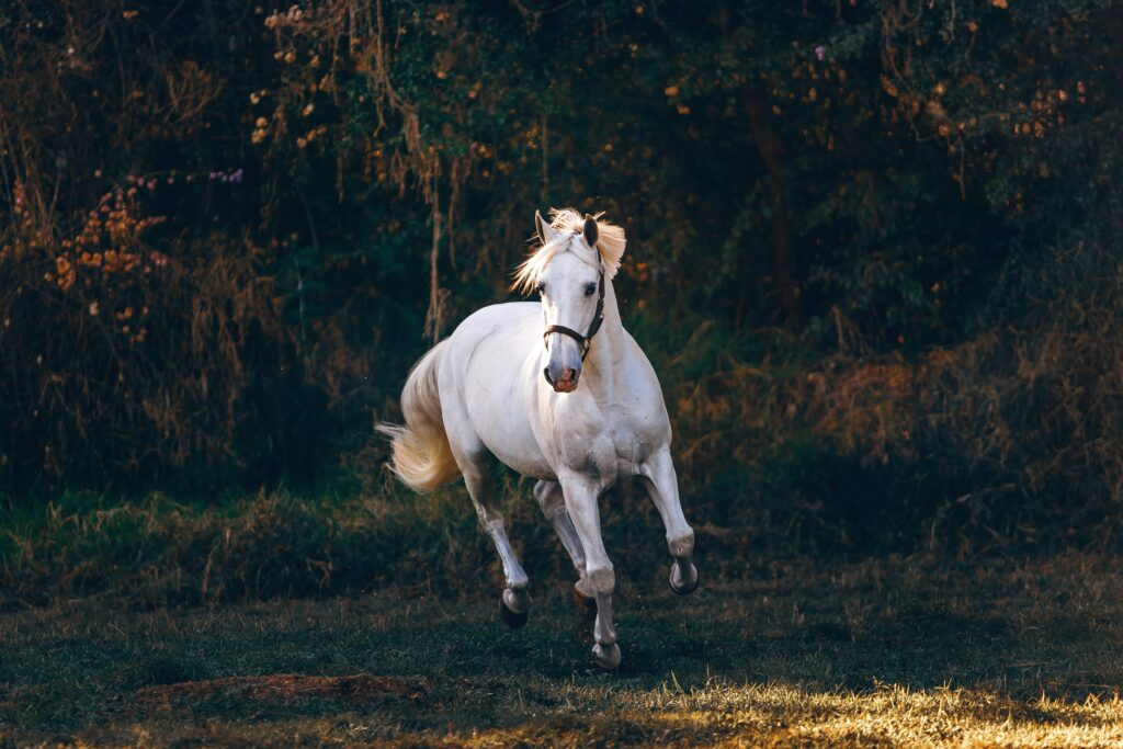 How Long Do Horses Usually Live? Beautiful horse in a natural setting representing healthy aging and long-term equine care.
