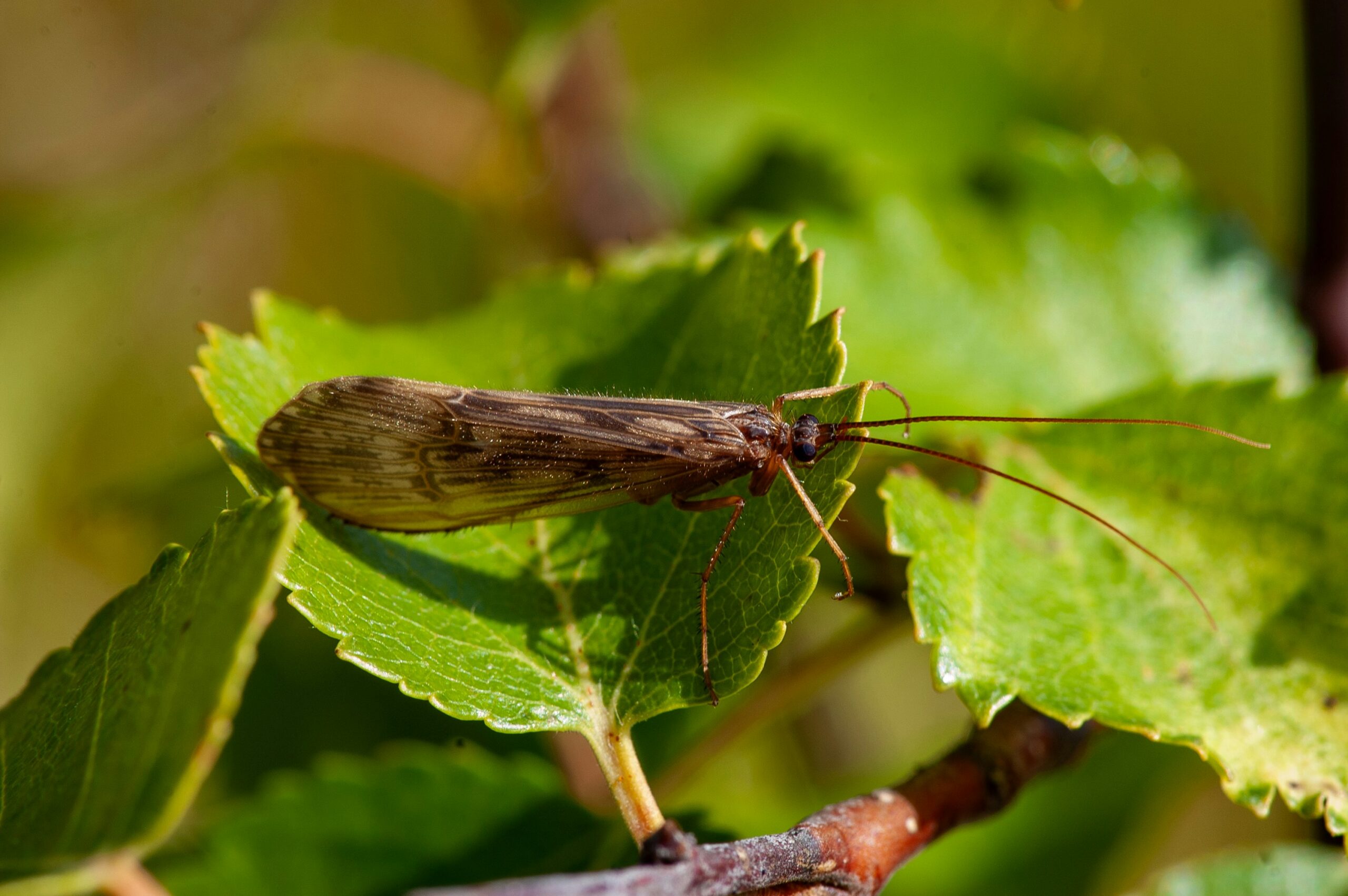 How to Get Rid of Gnats Inside: Proven Ways to Eliminate Indoor Gnats and Stop Them From Coming Back