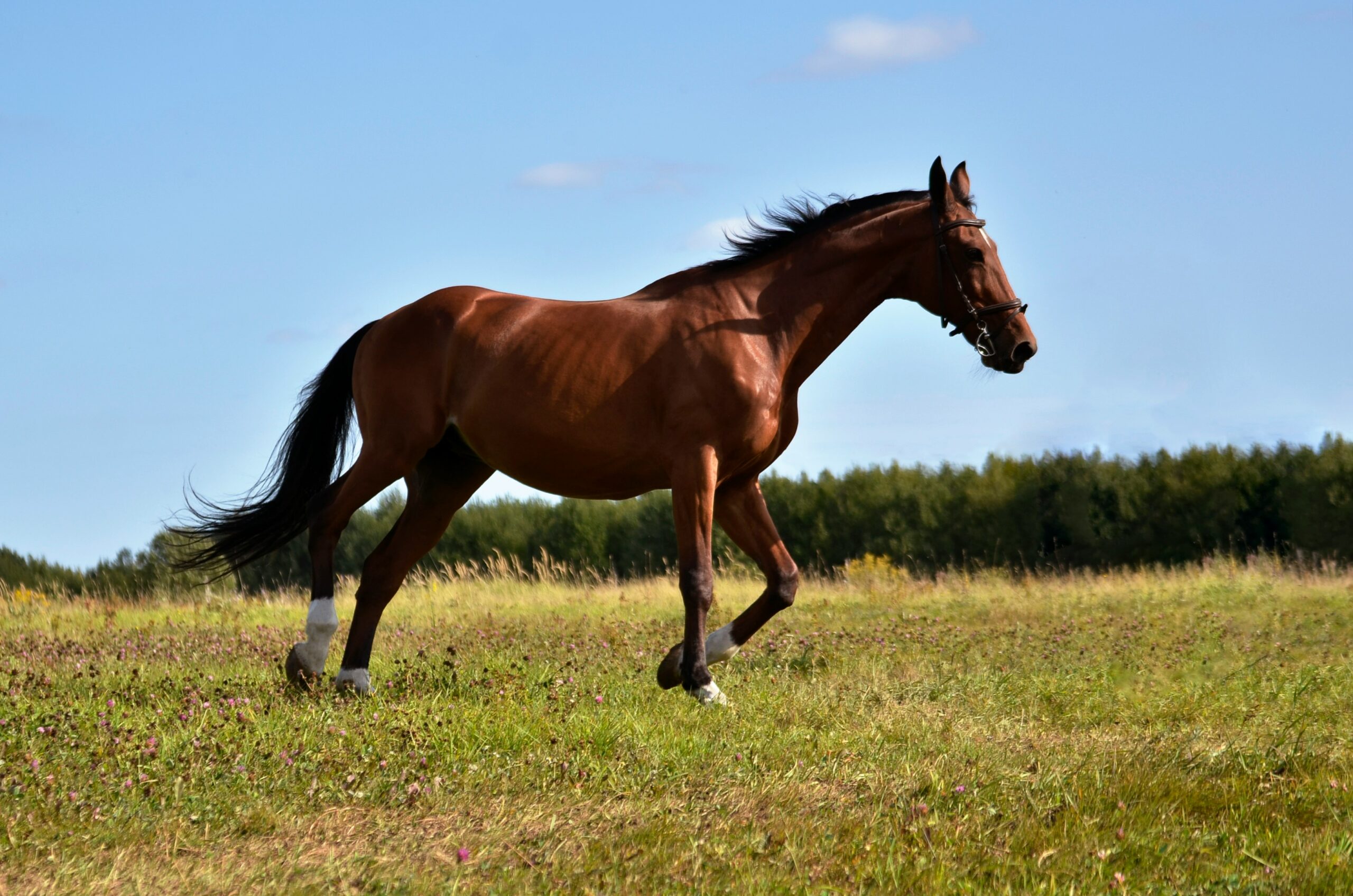 How Long Do Horses Usually Live? Healthy horse in a pasture illustrating the average lifespan, factors that affect longevity, and proper care.