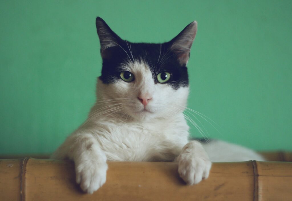 Why Does My Cat Stare at Me? covering feline instincts, trust signals, cat emotions, owner interaction, and behavioral habits.