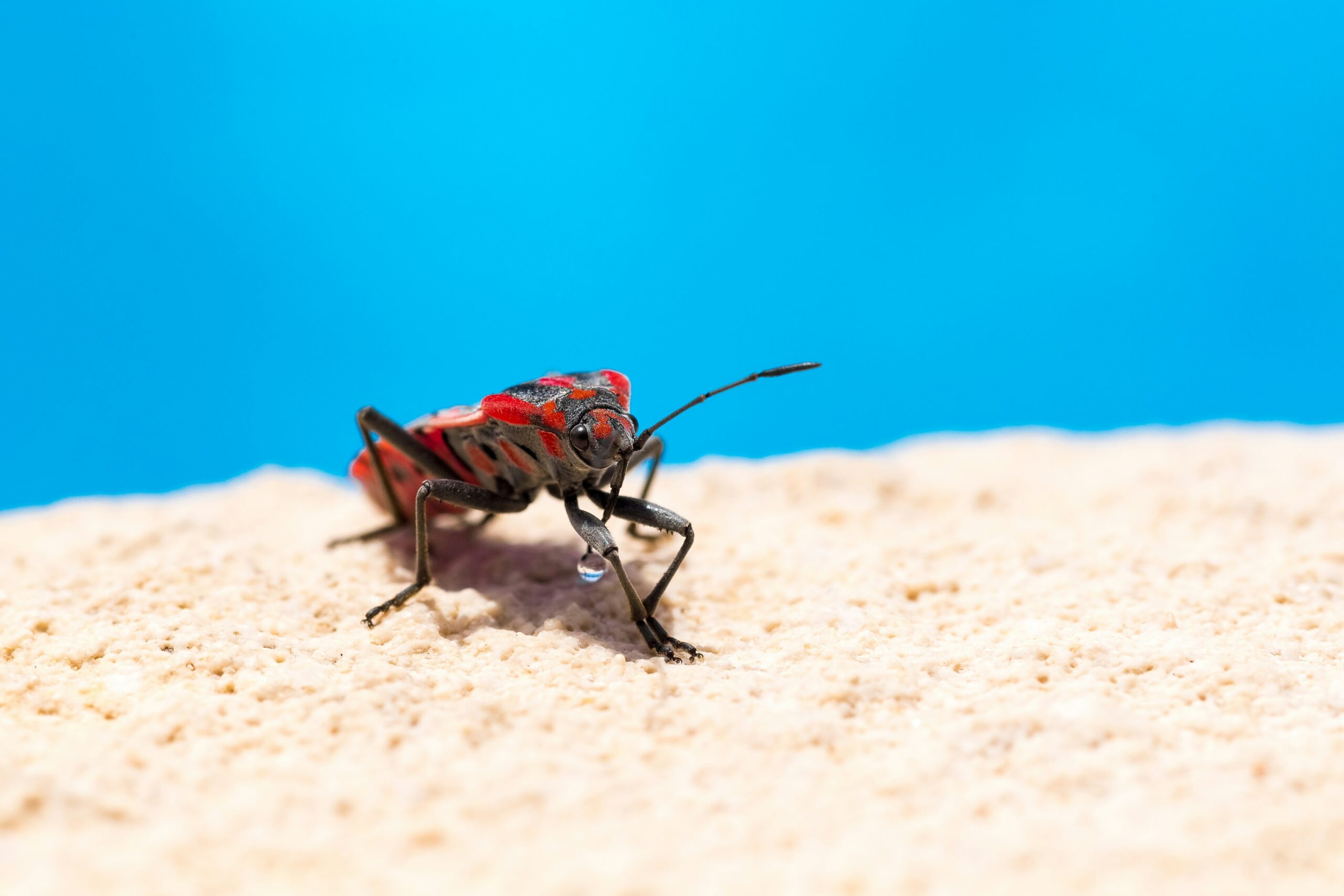 How to Get Rid of Stink Bugs: 12 Proven Ways to Eliminate and Prevent Them Naturally