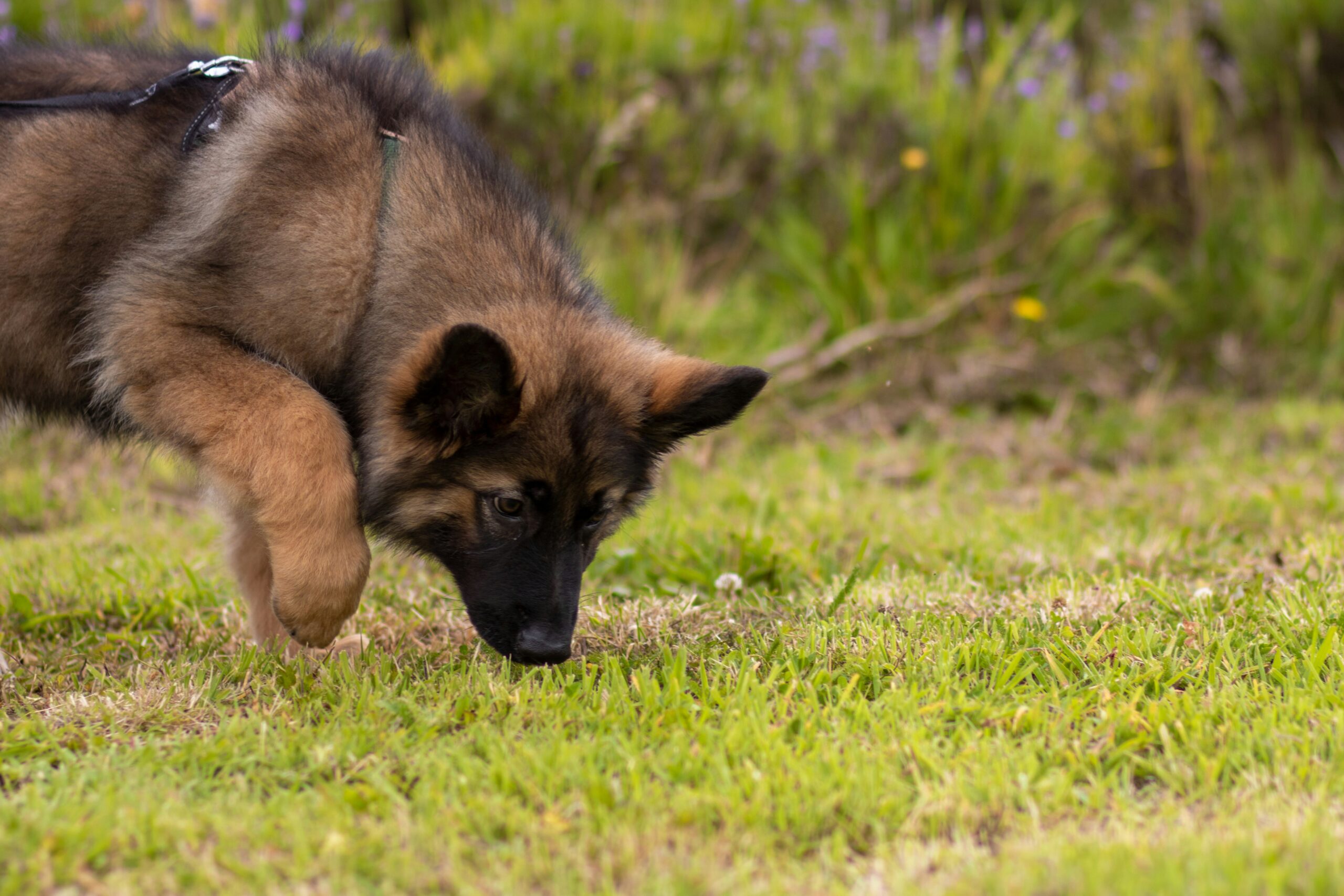 Why Do Dogs Hide Their Treats? The Evolutionary, Behavioral, and Psychological Secrets Behind Canine Caching