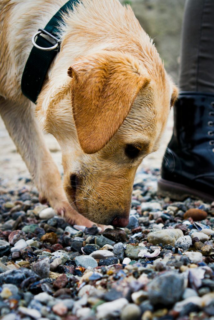 Dog digging a small hole in the yard to hide a treat outdoors.