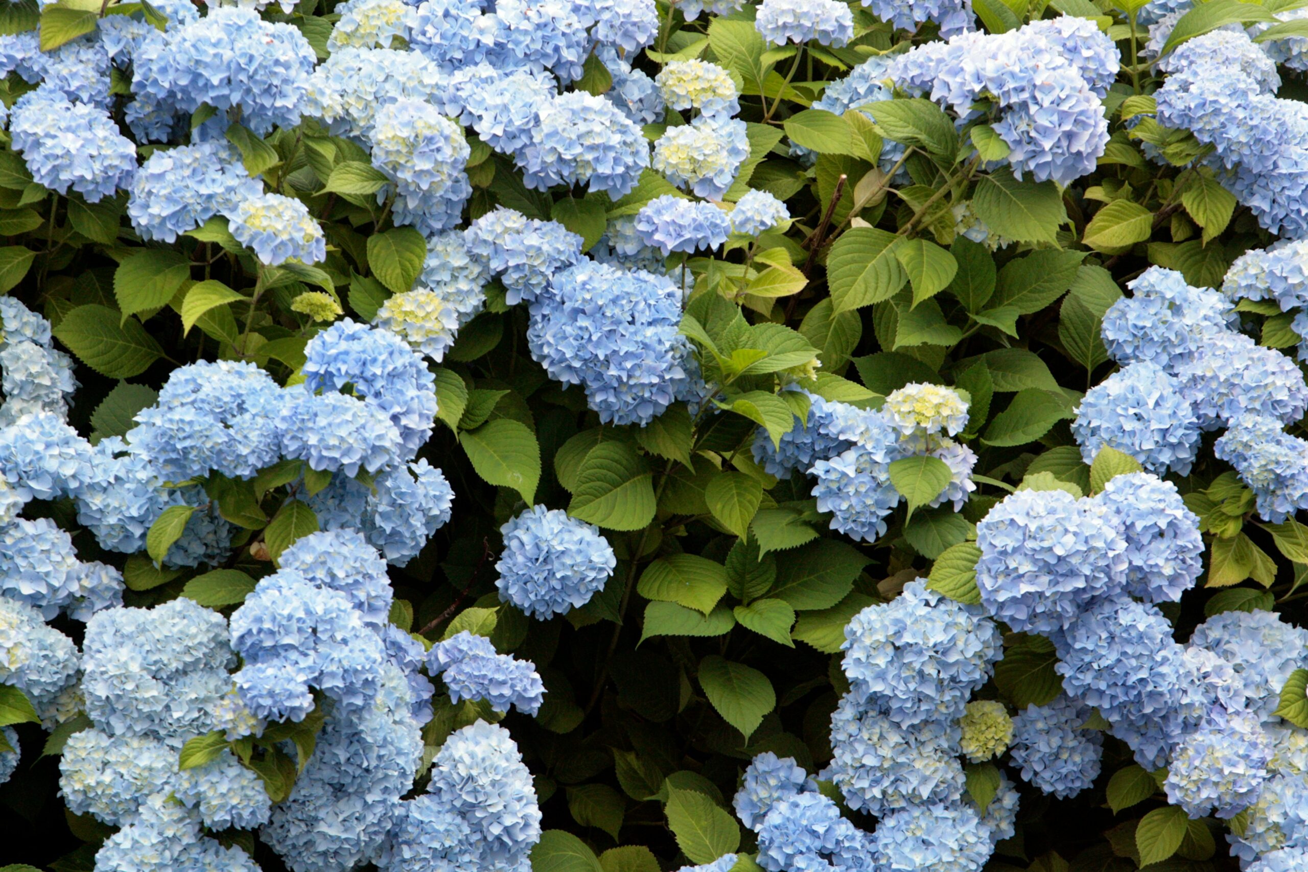 Why Are My Hydrangeas Not Blooming? 9 Proven Causes and Easy Fixes