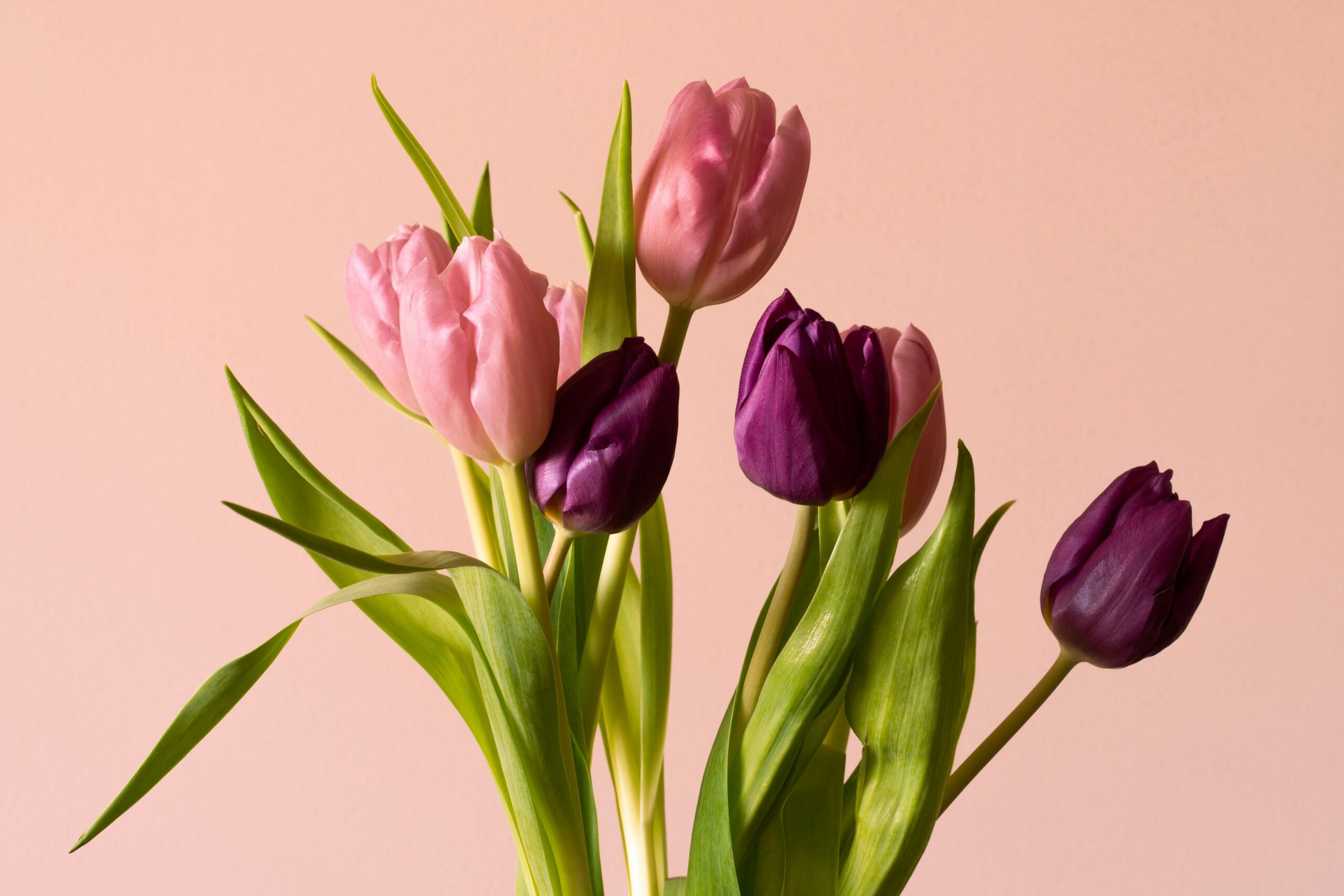 Why Are My Tulips Drooping? 9 Proven Causes and Simple Fixes