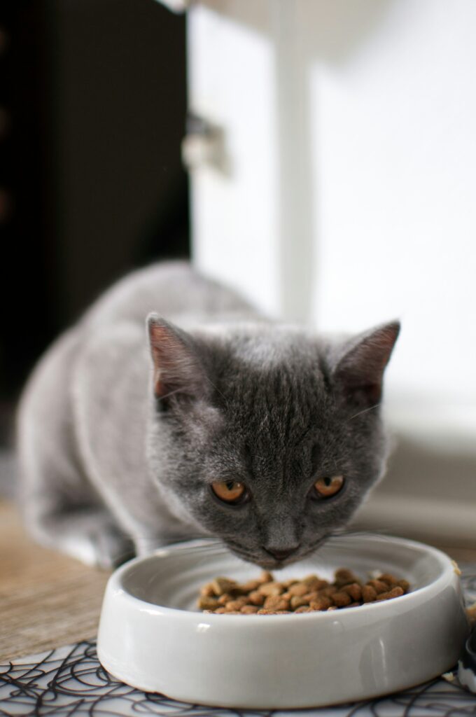 why does my cat keep throwing up her food, Veterinarian examining a cat that has been vomiting after meals.