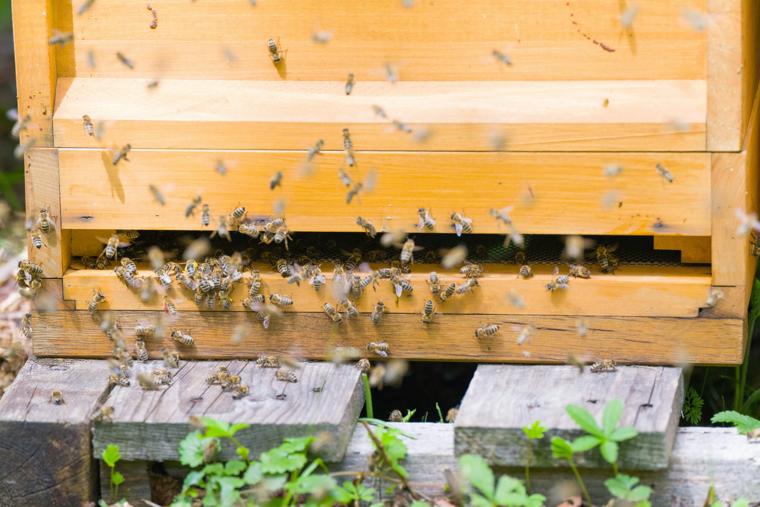 How to Get Rid of Carpenter Bees featuring natural repellents, nest removal, wood protection, home maintenance, and carpenter bee prevention.