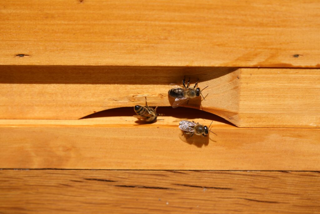 How to Get Rid of Carpenter Bees covering wood treatment, natural pest control, nest prevention, carpenter bee damage, and home protection.