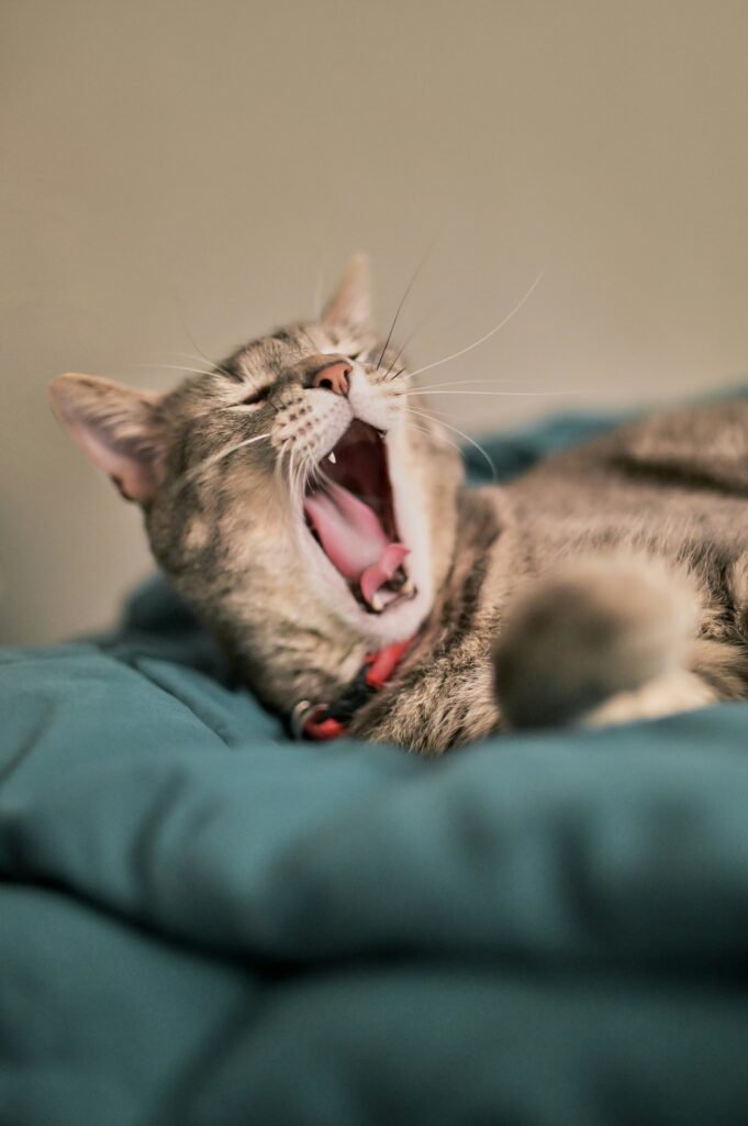 Why Does My Cat Sound Congested? covering respiratory infections, allergies, sneezing, nasal discharge, breathing changes, and warning signs.