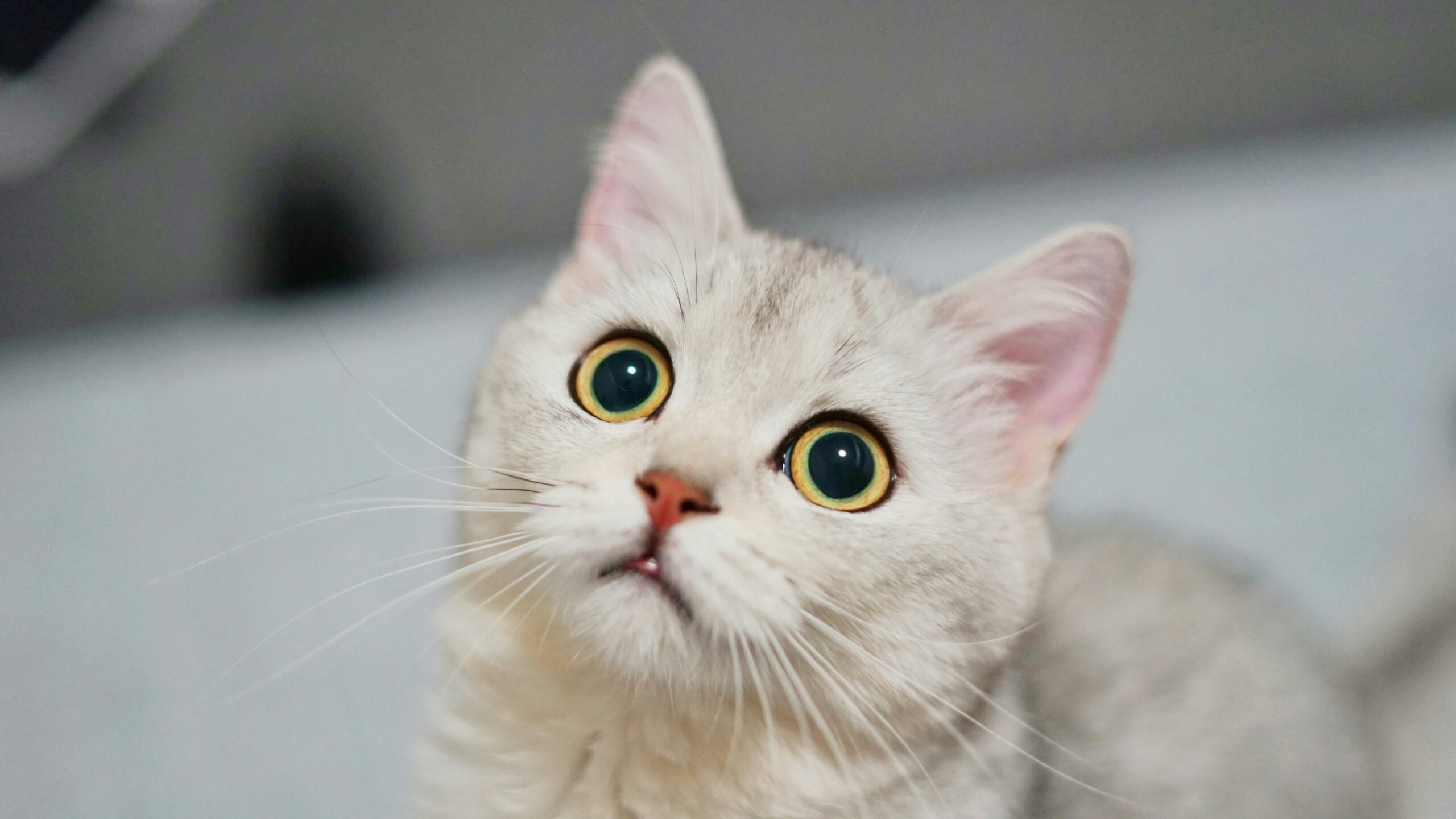 Why Does My Cat Sound Congested? Causes, Warning Signs, and What to Do