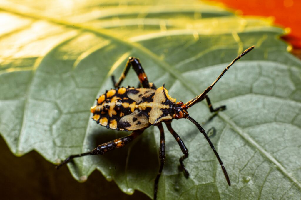 How to Get Rid of Stink Bugs covering natural pest control, infestation removal, home protection, bug prevention, and DIY solutions.