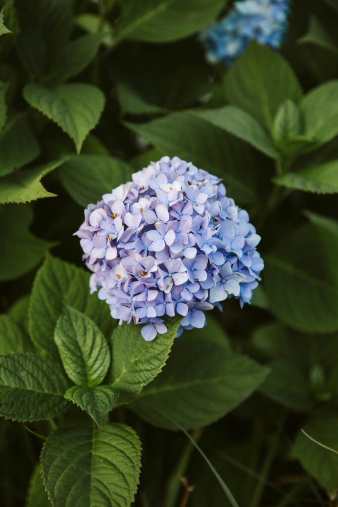 Why Are My Hydrangeas Not Blooming? guide to bloom problems, pruning errors, sunlight, watering, fertilizer, cold damage, and flowering care.