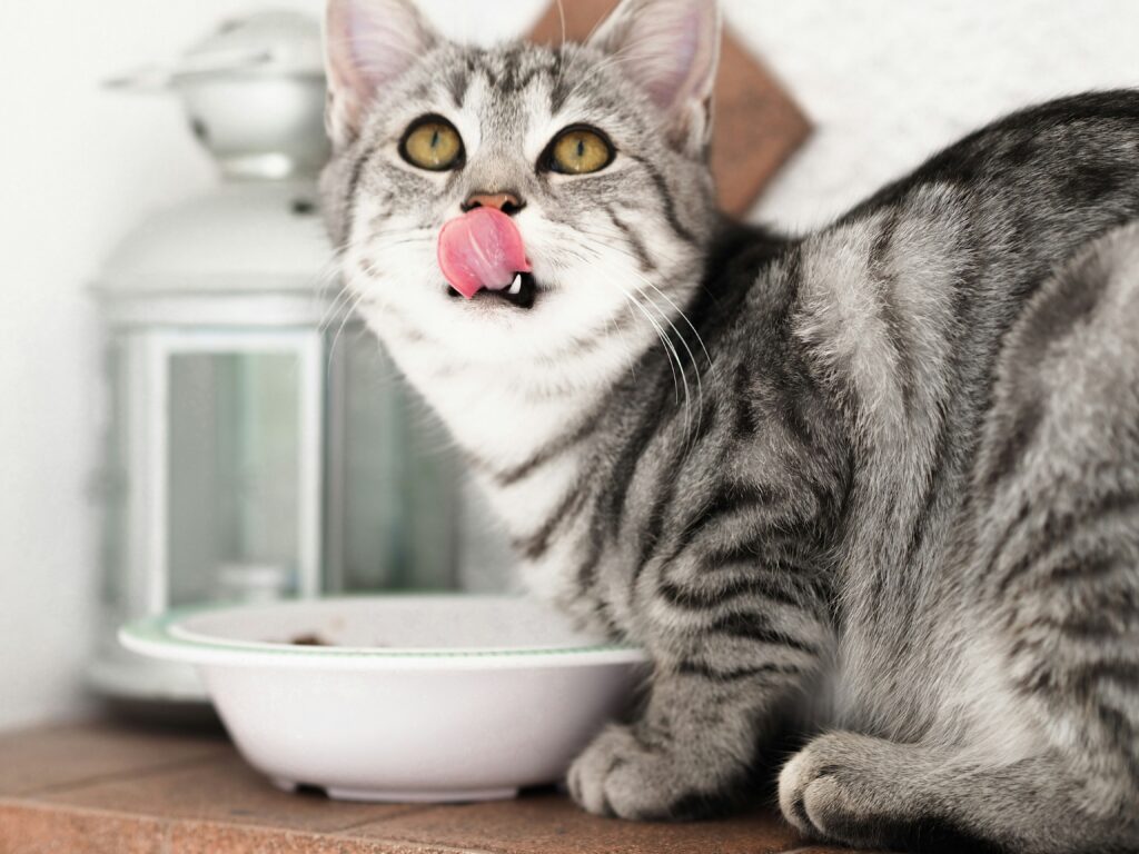 Cat looking unwell beside a spilled food bowl, a common sign of digestive upset.