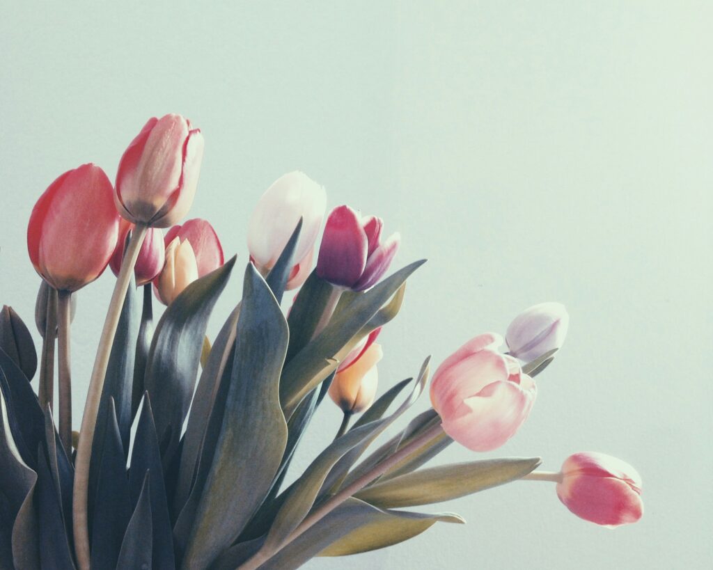 Why Are My Tulips Drooping? covering watering, sunlight, temperature stress, soil drainage, stem support, and tulip maintenance.