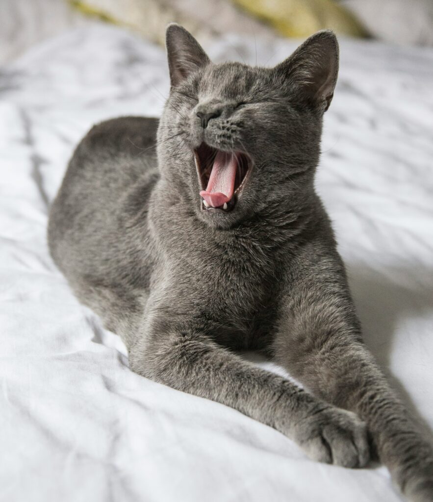Why Does My Cat Sound Congested? guide to nasal congestion, respiratory symptoms, environmental triggers, infections, supportive care, and vet evaluation.