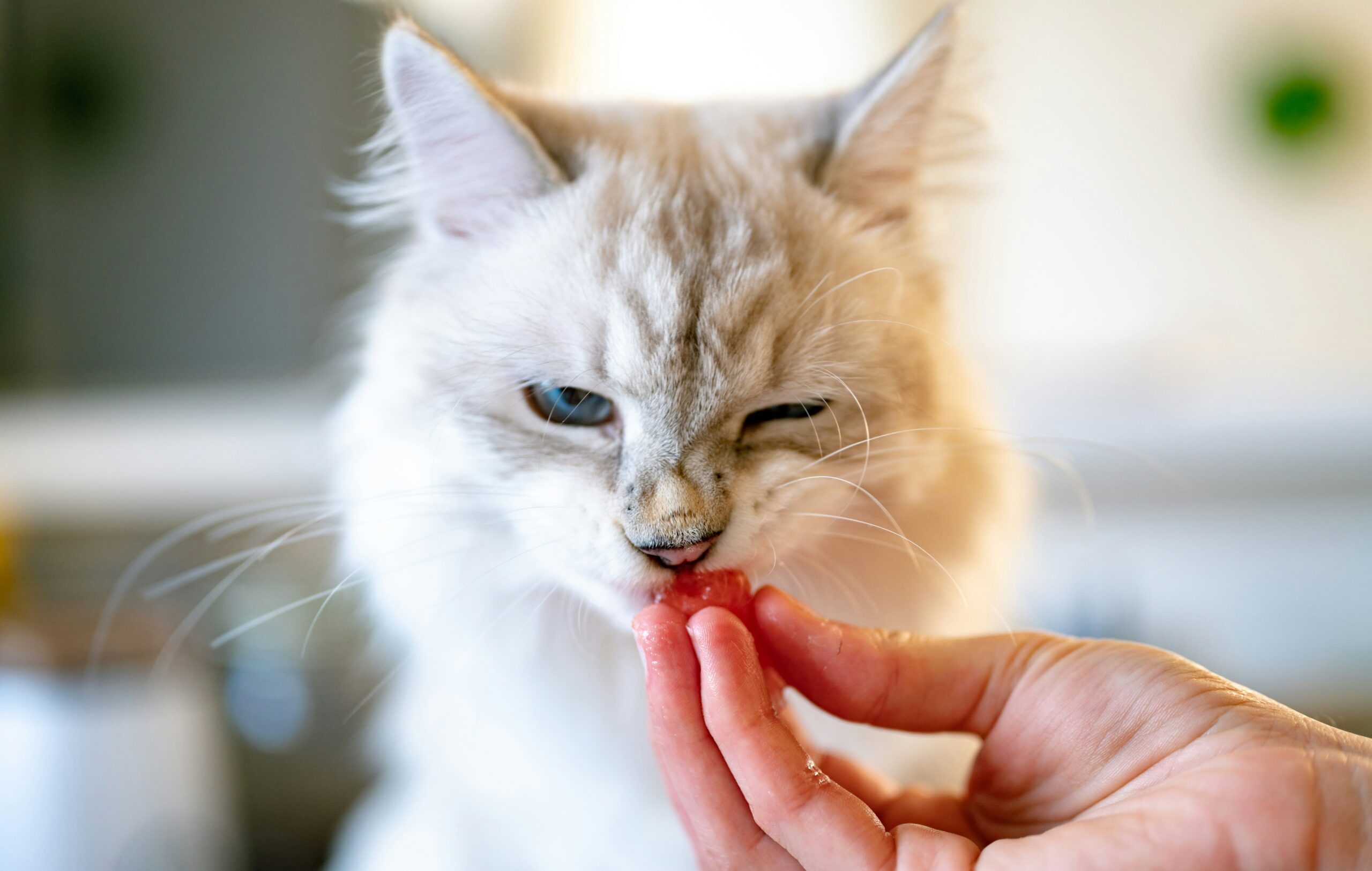 Why Does My Cat Keep Throwing Up Her Food? 11 Causes and Helpful Next Steps