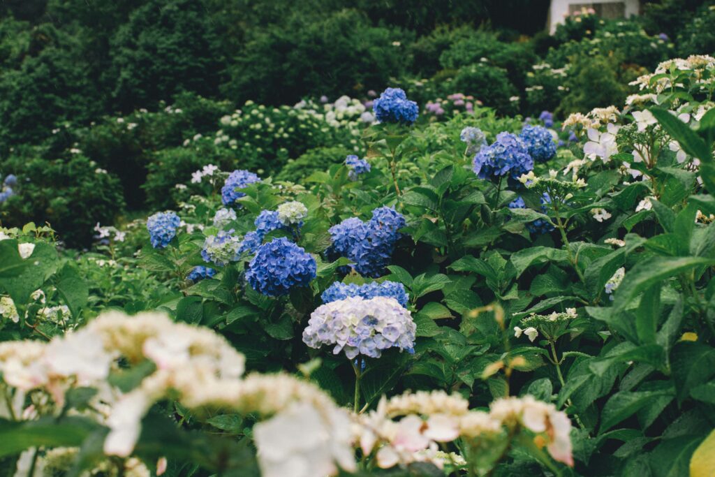 Why Are My Hydrangeas Not Blooming? covering sunlight, pruning, watering, soil health, nutrients, seasonal stress, and flowering solutions.