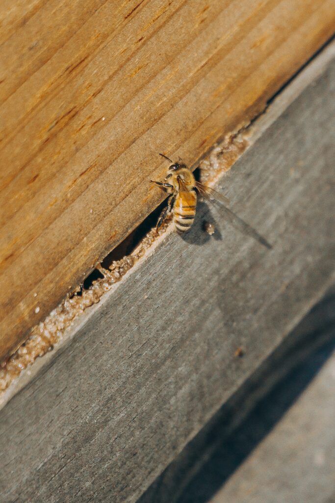 How to Get Rid of Carpenter Bees guide to natural deterrents, wood maintenance, safe bee removal, carpenter bee control, and infestation prevention.