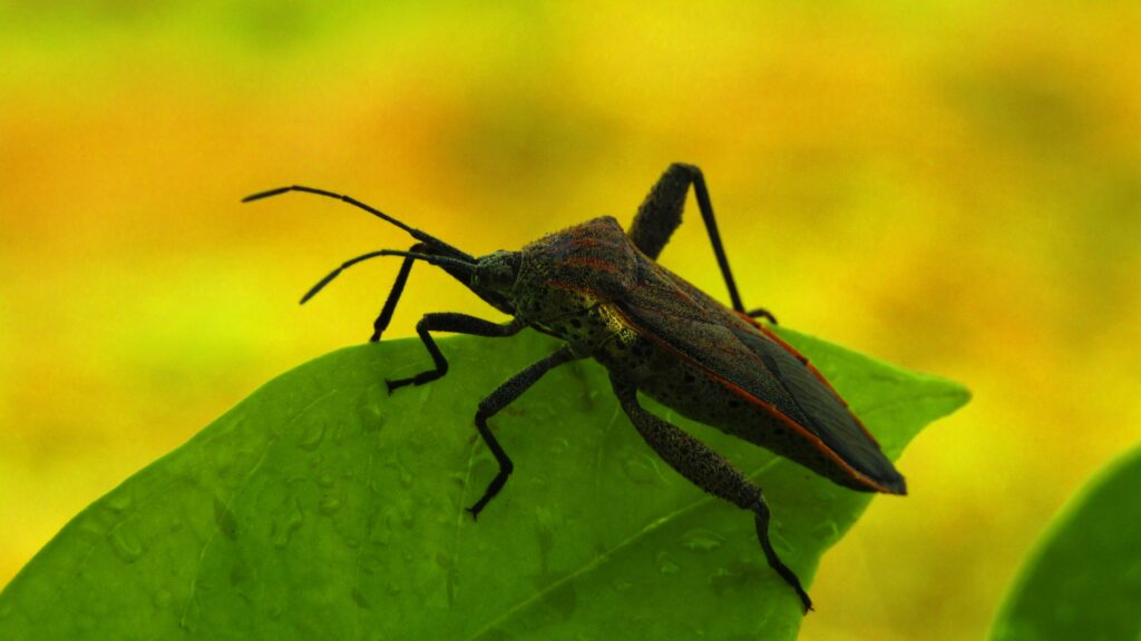 How to Get Rid of Stink Bugs guide to natural repellents, sealing entry points, outdoor pest control, cleaning tips, and stink bug prevention.