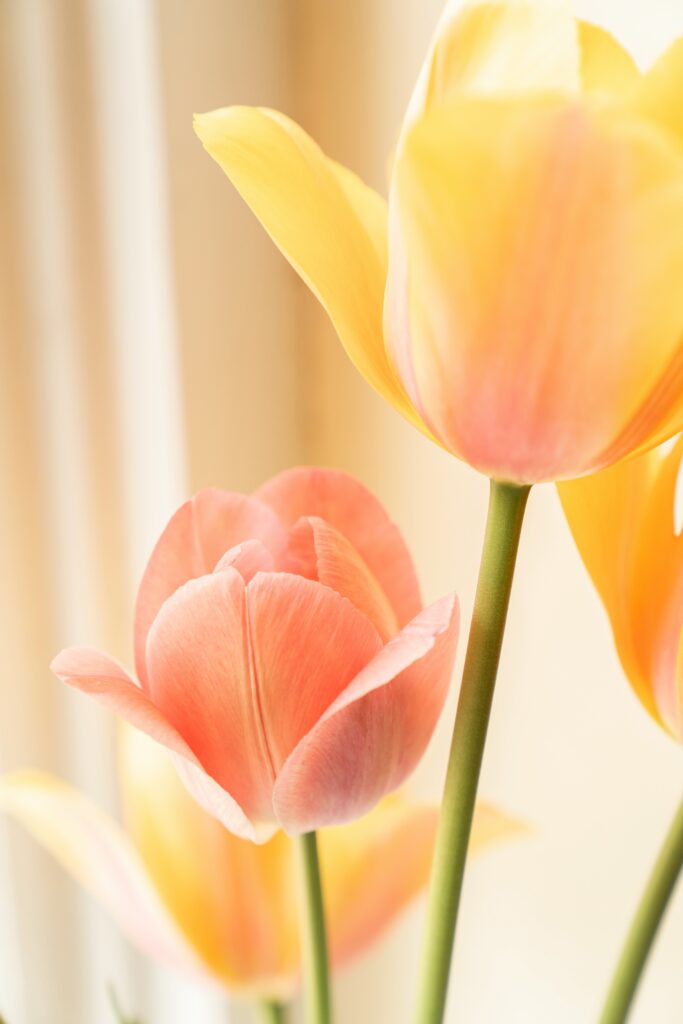Why Are My Tulips Drooping? guide to weak stems, moisture problems, heat, sunlight, pests, drainage, and tulip recovery.
